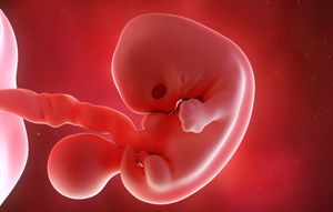 Усыновление эмбриона в России