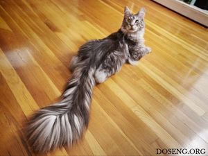Домашний кот с самым длинным в мире хвостом