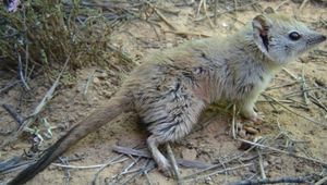 В Австралии обнаружена сумчатая мышь, &quot;вымершая&quot; сто лет назад
