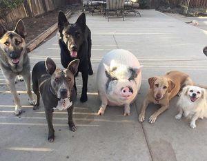 Похлебка — довольная свинка, выросшая среди 5 собак и считающая себя одной из них