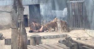 Придурок решил скормить себя львам — животных пришлось застрелить