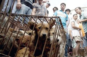 Несмотря на возмущения защитников животных, на китайском фестивале мяса по-прежнему едят кошек и собак