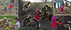 Современный Маугли: двухлетний мальчик дружит со стаей диких обезьян
