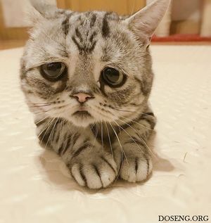 Луху — самая грустная кошка в интернете