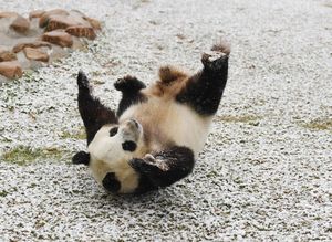 Панда радуется первому снегу