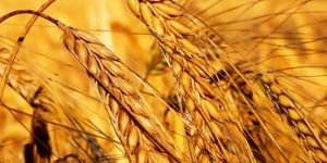 Масло зародышей пшеницы — применение для лица
