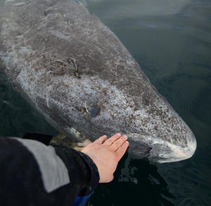 Экологи обнаружили 512-летнюю акулу