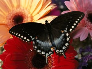 Узоры природы: бабочки