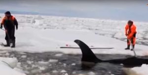Так плачет «кит-убийца»:! Невероятные кадры спасения касатки Вилли из ледяного плена!