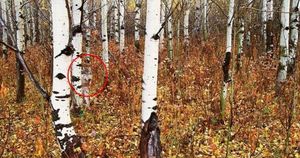 Вот что ученые обнаружили в чернобыльском лесу! Это шокировало весь мир.