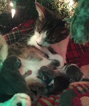 Кошка родила под елкой