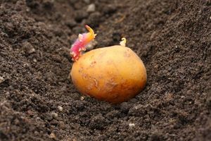Традиционные и необычные способы посадки картофеля