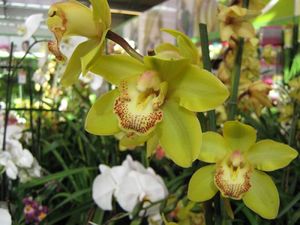 Виды и экзотические сорта орхидей