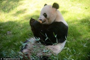 панда симулировала беременность, чтобы сытно и красиво жить