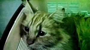 «Случайности не случайны!» Пара студентов из Серпухова нашла на дороге искалеченного кота, а дальше – 7 месяцев борьбы за жизнь…