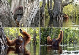 Редкие кадры: орангутанг в реке