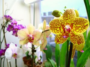 Желтая орхидея: описание и уход