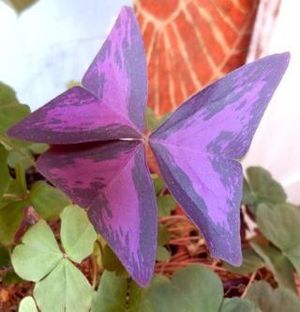 Кислица треугольная с фиолетовыми и зелёными листьями
