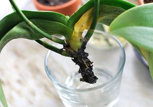 Как реанимировать и спасти орхидею без корней