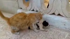 Кошка увидела брошенного новорожденного щенка и решила ему стать мамой