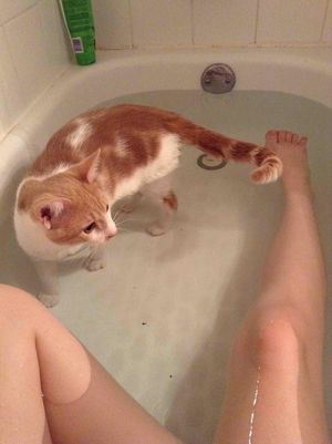 20 котов, которые просто без ума от воды