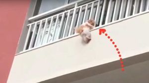 Спасение собаки, которая упала с балкона