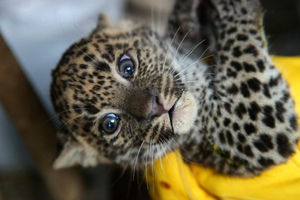 В чешском зоопарке родились детеныши вымирающего подвида леопардов