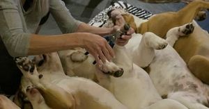 Хозяйка 18 собак делает своим бульдогам маникюр