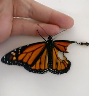 Девушка заменила бабочке сломанное крыло, и та впервые полетела!