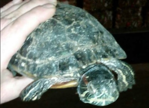 В Нижегородской области в коммунальных отходах обнаружили редкую черепаху