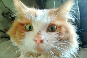В Екатеринбурге спасли рыжего кота, который 5 дней провел в вентиляционной шахте