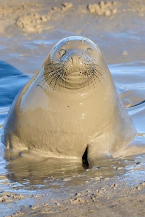 Тюленю так мало для счастья надо - лишь лужица грязи