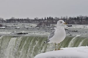 В Петербурге спасатели вызволили чайку из ледяного заточения канала Грибоедова