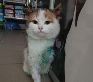Лишенная лапок кошка Косичка обрела новый дом в Ростове благодаря своей наглости
