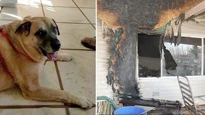 Cемья вернулась в сожженный дом спустя 2 месяца, и вдруг их собака стала рычать и рыть пол