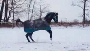 Спасенный конь впервые увидел снег