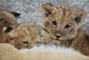 "Не было места". Шведский зоопарк признал убийство девяти здоровых львят