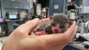 Маленький кот по прозвищу “Мышонок” родился совсем не обычным… И вот в кого он вырос сейчас
