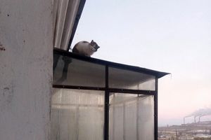 Сидела двое суток на козырьке балкона. В Магнитогорске горожане спасли раненую кошку