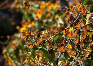 Домашняя трансплантология: новое крыло бабочки Монарх