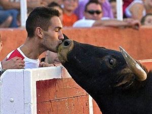Поцелуй Иуды: раненный и умирающий бык подошел и поцеловал хозяина, продавшего его на корриду