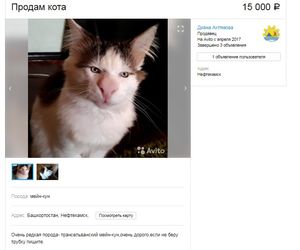 На Avito продавали отфотошопленного кота под видом «редкого трансильванского мейн-куна»