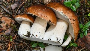 Победить старение помогут грибы