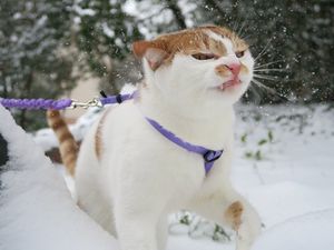 Кошки, которые не любят снег