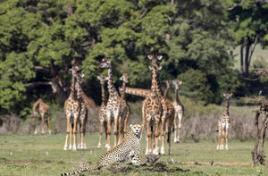 В Кении засняли встречу любопытных жирафов и равнодушного гепарда