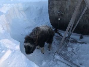 На Чукотке телёнок овцебыка заблудился в полярной ночи! Люди отвели его в тундру, но… вскоре их ждал сюрприз!