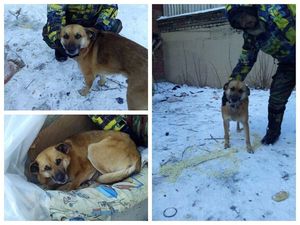В Челябинске бездомный отказался расставаться со своим псом ради крыши над головой