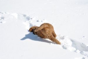 Реакция животных на первый снег (34 фото)