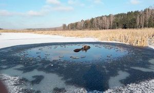 В Беларуси милиционеры с бревном и лопатой спасли застрявшего в полынье лося