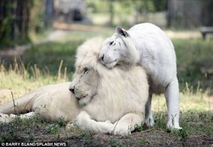 Вот к чему может привести любовь белоснежного льва и белоснежной тигрицы